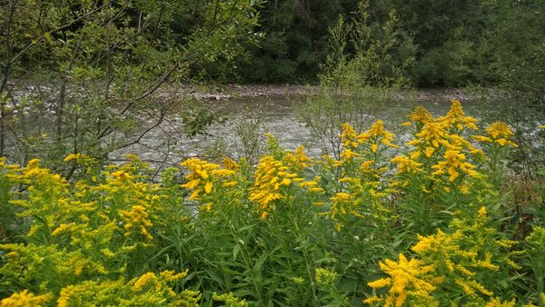 Wiese mit gelben Blumen