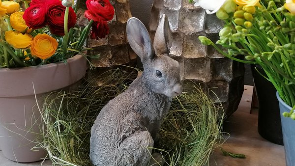 Bild vom Osterhasen im Nest mit Blumen