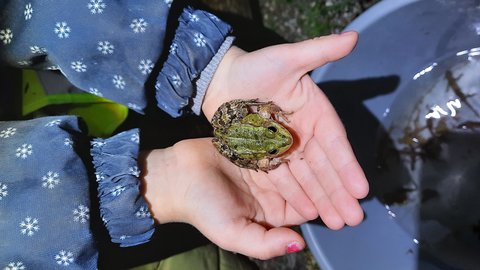 Jedes Jahr wandern Amphibien (Frösche, Kröten...) im März/April zu ihren Laichgewässern um sich fortzupflanzen.  Auf dieser Reise besteht die Gefahr, dass die Amphibien überfahren werden.  Freiwillige Helfer*innen sorgen mit dem zuständigen Schutzgebietsbetreuer dafür, dass die Amphibien unverletzt über die Straße kommen und  ihren Lebensraum sicher erreichen.  Das Projekt wird in Kooperation mit der Schutzgebietsbetreuung Schwemm/Kaisergebirge/Egelsee durchgeführt!