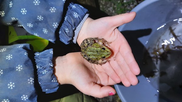 Jedes Jahr wandern Amphibien (Frösche, Kröten...) im März/April zu ihren Laichgewässern um sich fortzupflanzen.  Auf dieser Reise besteht die Gefahr, dass die Amphibien überfahren werden.  Freiwillige Helfer*innen sorgen mit dem zuständigen Schutzgebietsbetreuer dafür, dass die Amphibien unverletzt über die Straße kommen und  ihren Lebensraum sicher erreichen.  Das Projekt wird in Kooperation mit der Schutzgebietsbetreuung Schwemm/Kaisergebirge/Egelsee durchgeführt!